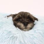 Ollipet Soft Cloud Donut Hvalpeseng